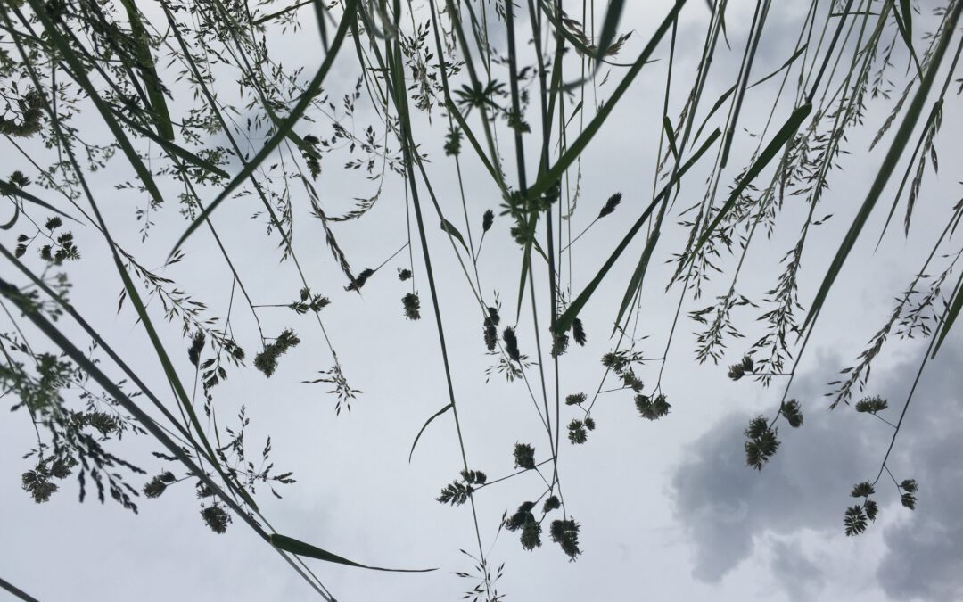 Kräuter im Wallis: Der Giersch schmeckt wie Spinat!